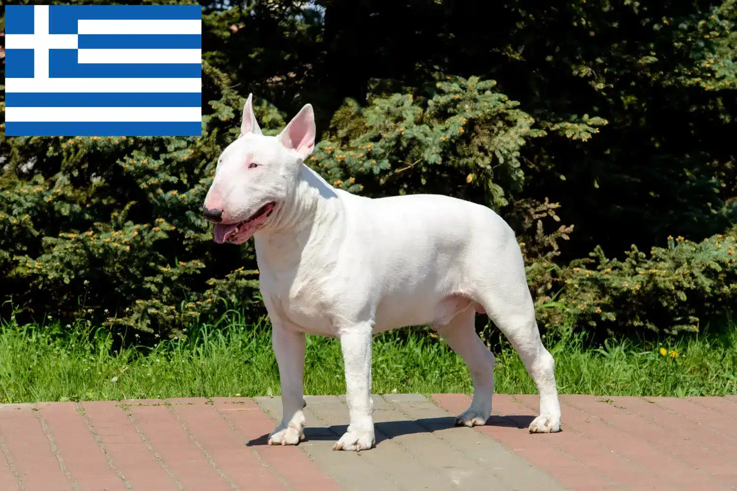 Bull Terrier puppies and breeders Greece Here you can find Bull Terrier breeders in Greece.