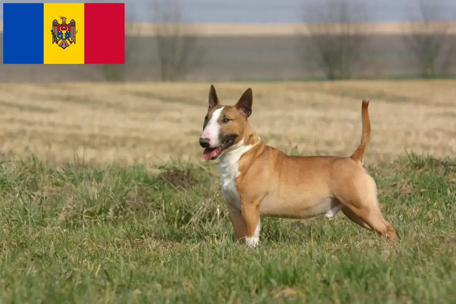 Bull Terrier puppies and breeders Republic of Moldova Find Bull Terrier breeders in Republic of Moldova.