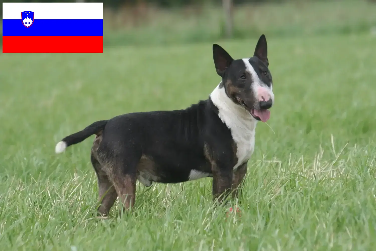 Bull Terrier puppies and breeders Slovenia Find Bull Terrier breeders in Slovenia.