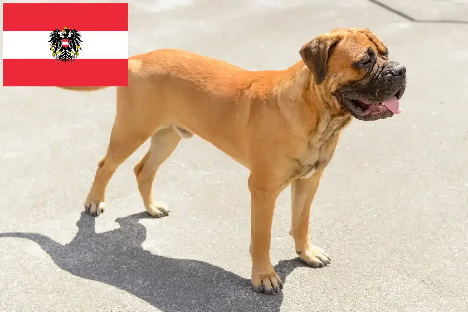 Bullmastiff puppies and breeders Austria Here you can find Bullmastiff breeders in Austria.