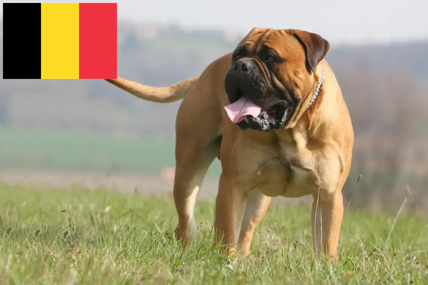 Bullmastiff puppies and breeders Belgium Here you can find Bullmastiff breeders in Belgium.