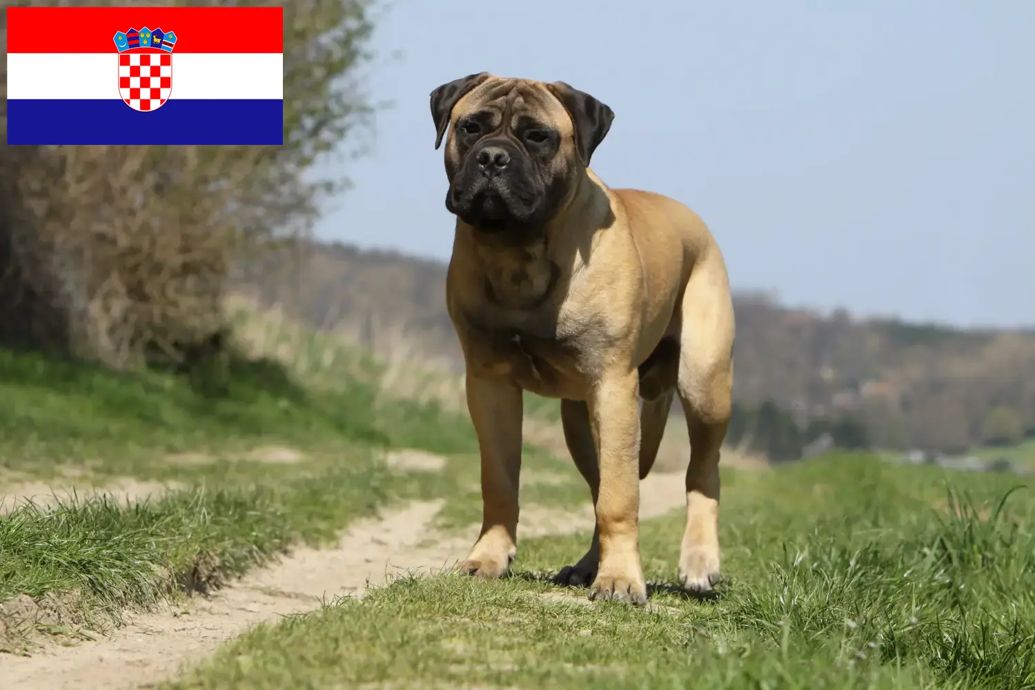 Bullmastiff puppies and breeders Croatia Here you can find Bullmastiff breeders in Croatia.