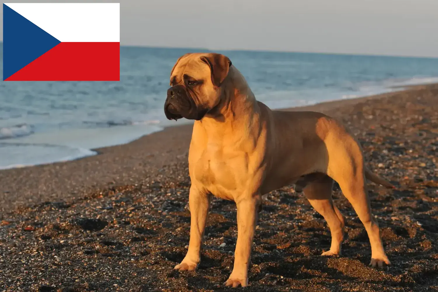 Bullmastiff puppies and breeders Czech Republic Here you can find Bullmastiff breeders in Czech Republic.