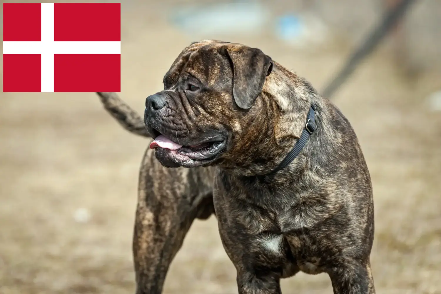 Bullmastiff puppies and breeders Denmark Here you can find Bullmastiff breeders in Denmark.