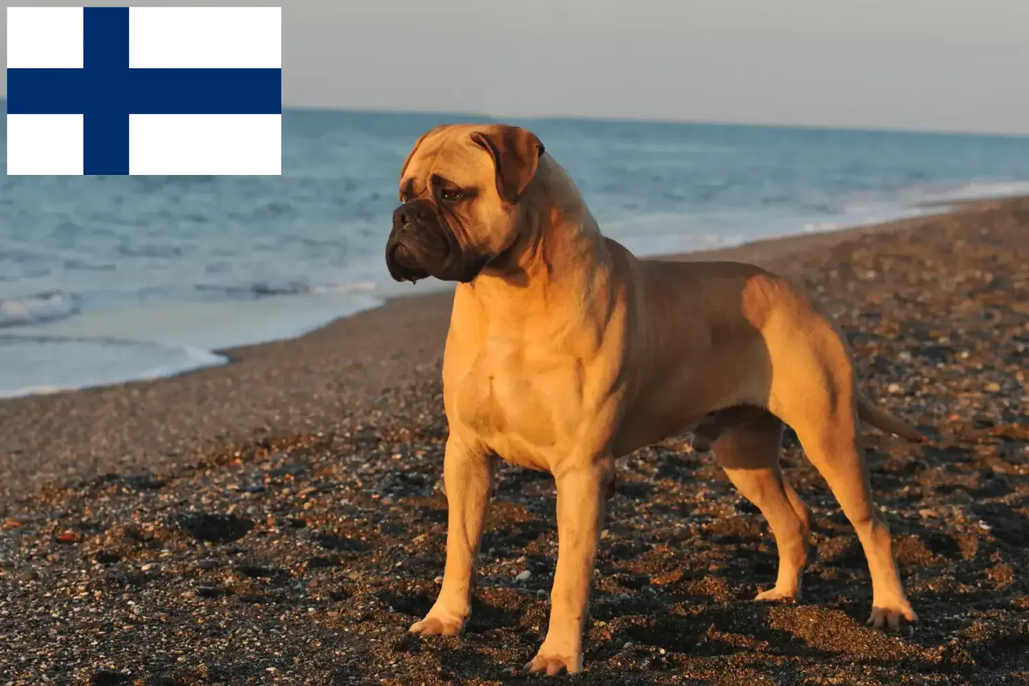 Bullmastiff puppies and breeders Finland Find Bullmastiff breeders in Finland here.