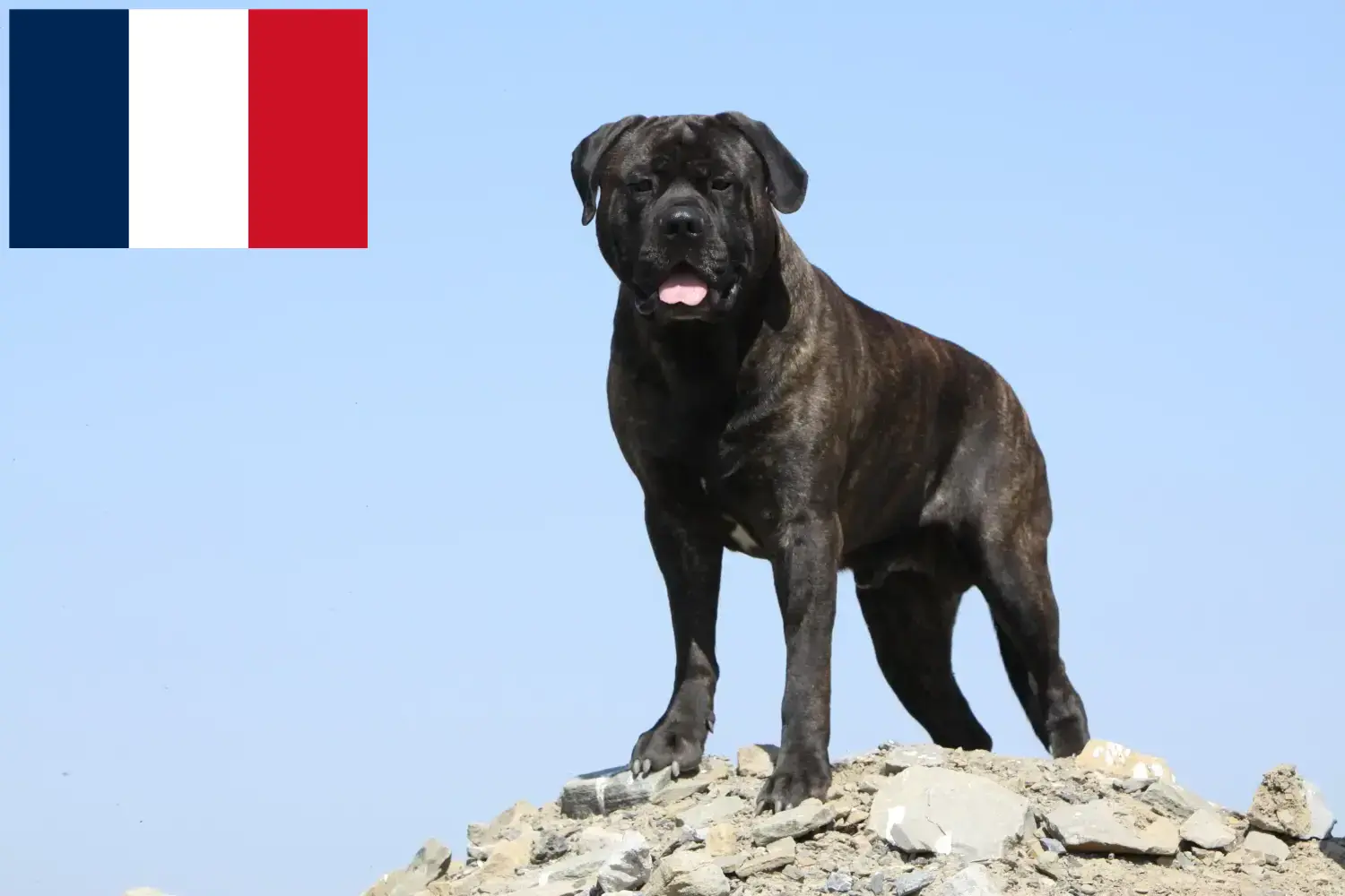 Bullmastiff puppies and breeders France Here you can find Bullmastiff breeders in France.
