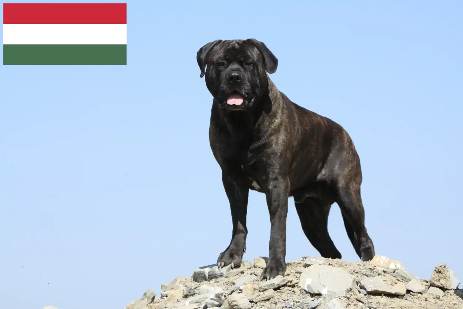 Bullmastiff puppies and breeders Hungary Here you can find Bullmastiff breeders in Hungary.