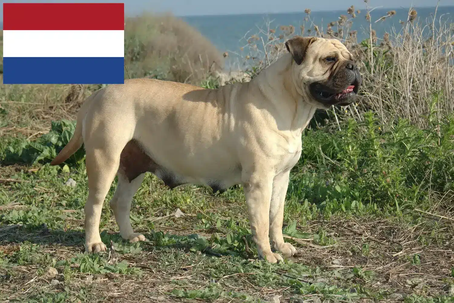 Bullmastiff puppies and breeders Netherlands Here you can find Bullmastiff breeders in the Netherlands.