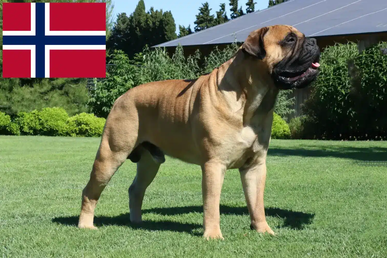 Bullmastiff puppies and breeders Norway Here you can find Bullmastiff breeders in Norway.