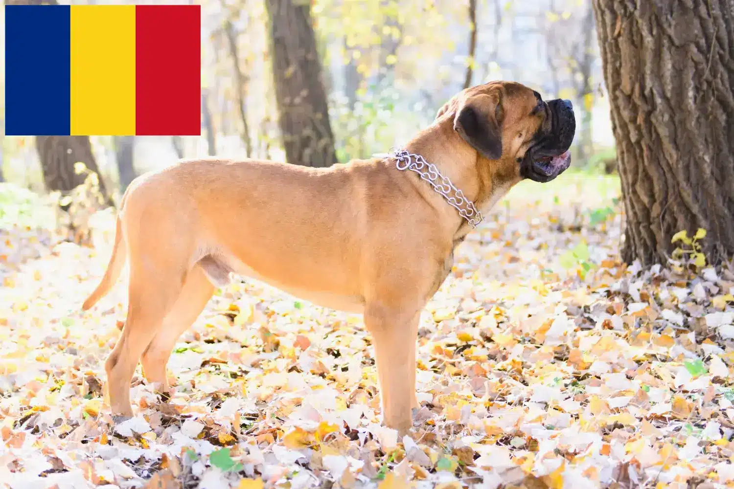 Bullmastiff puppies and breeders Romania Here you can find Bullmastiff breeders in Romania.
