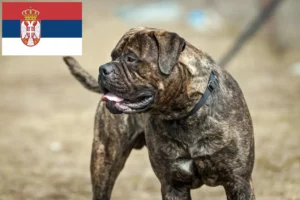 Read more about the article Bullmastiff breeders and puppies in Serbia
