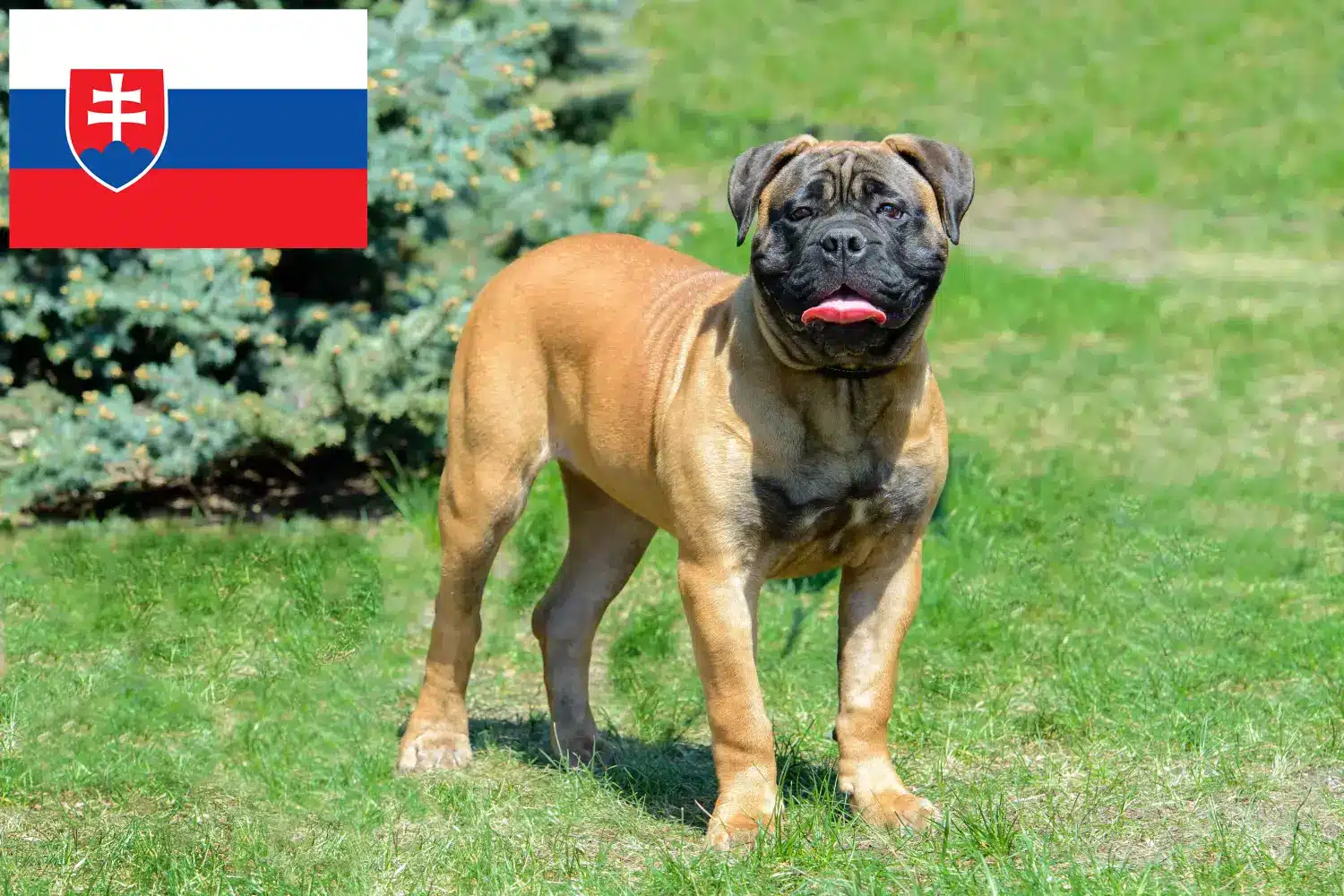 Bullmastiff puppies and breeders Slovakia Here you can find Bullmastiff breeders in Slovakia.