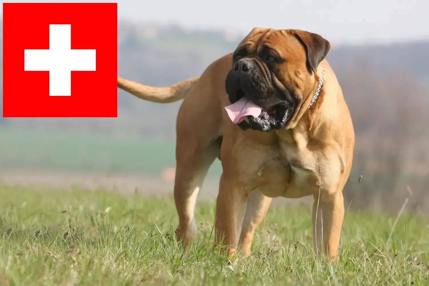 Bullmastiff puppies and breeders Switzerland Here you can find Bullmastiff breeders in Switzerland.