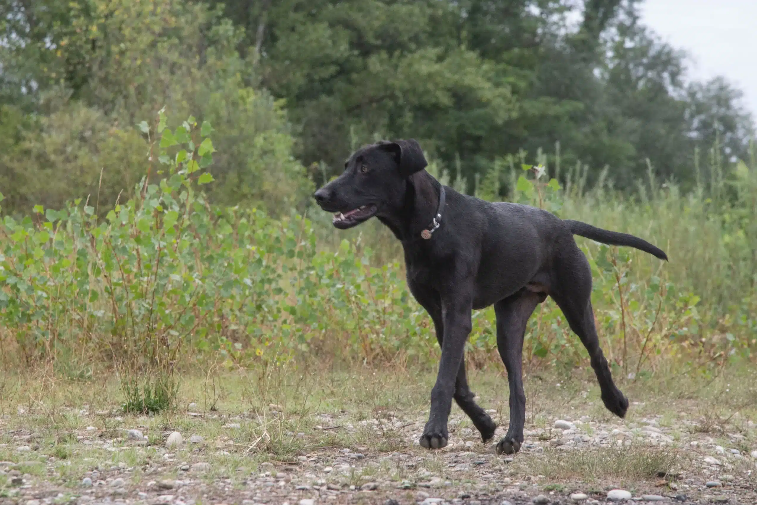 Read more about the article Ca de Bestiar breeder