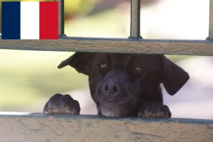 Read more about the article Ca de Bestiar breeders and puppies in France