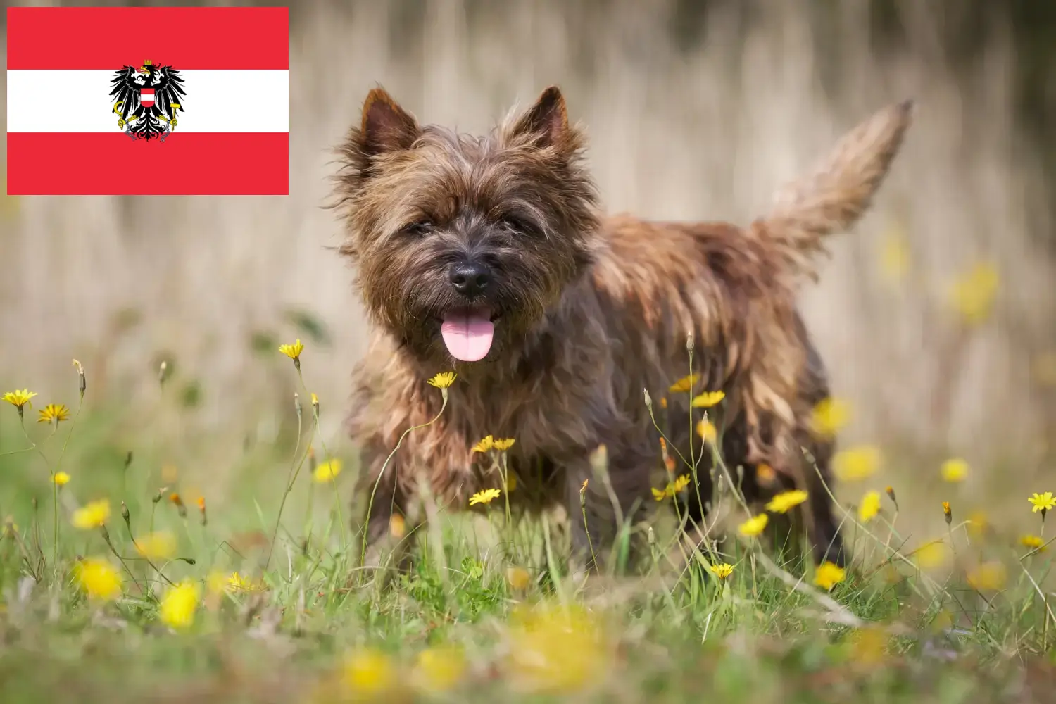 Cairn Terrier puppies and breeders Austria Here you can find Cairn Terrier breeders in Austria.