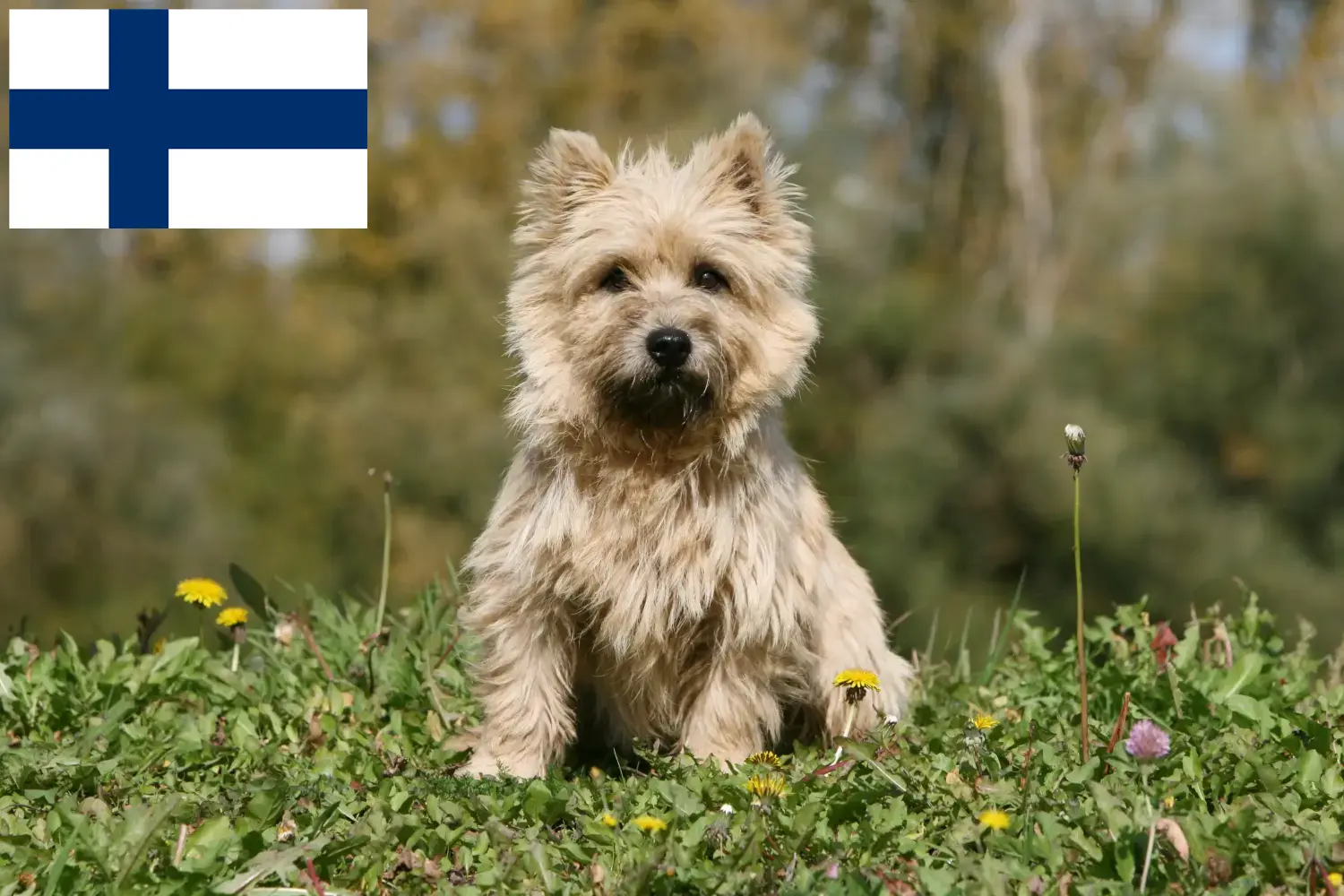 Cairn Terrier puppies and breeders Finland Find Cairn Terrier breeders in Finland.