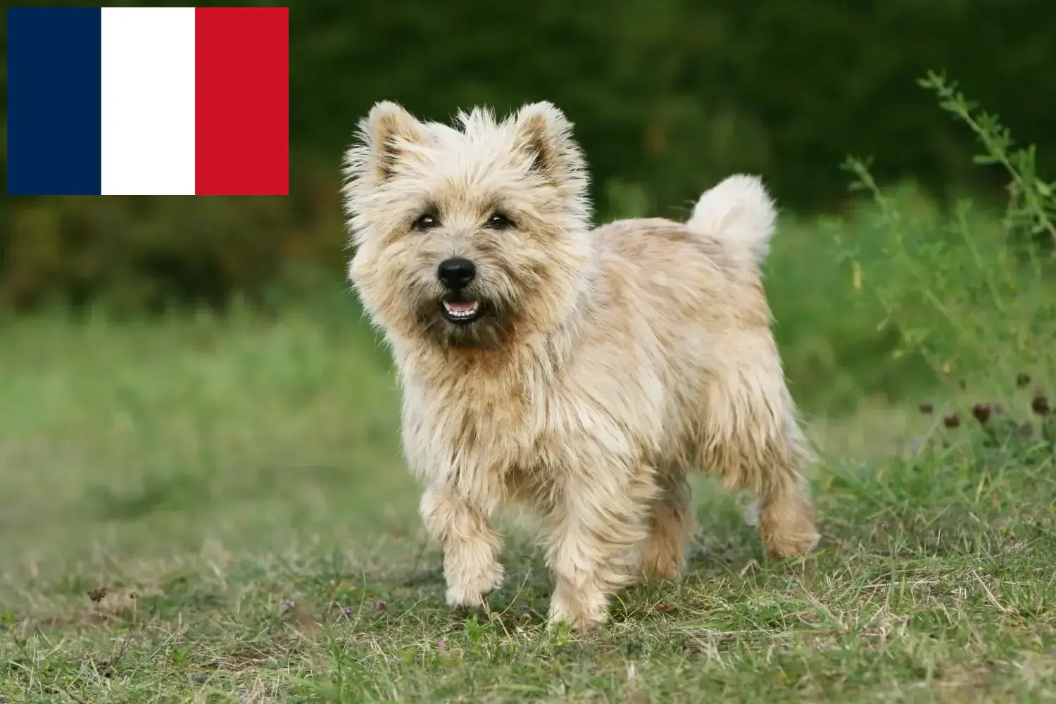 Cairn Terrier puppies and breeders France Find Cairn Terrier breeders in France.