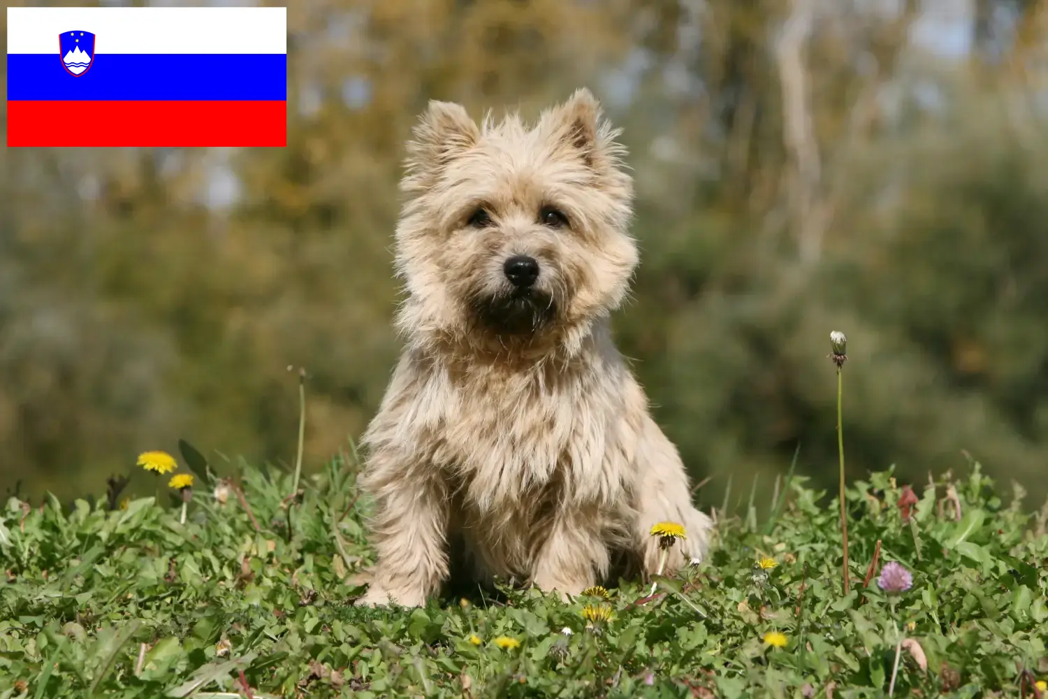 Cairn Terrier puppies and breeders Slovenia Find Cairn Terrier breeders in Slovenia.
