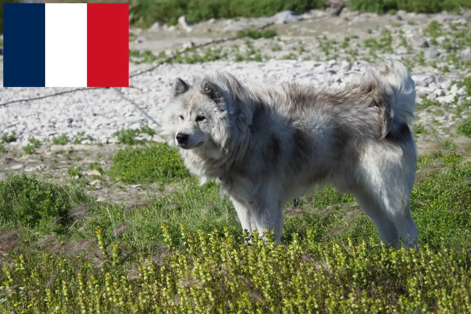 Canadian Eskimo Dog Puppies and Breeder France Here you can find Canadian Eskimo Dog breeders in France.