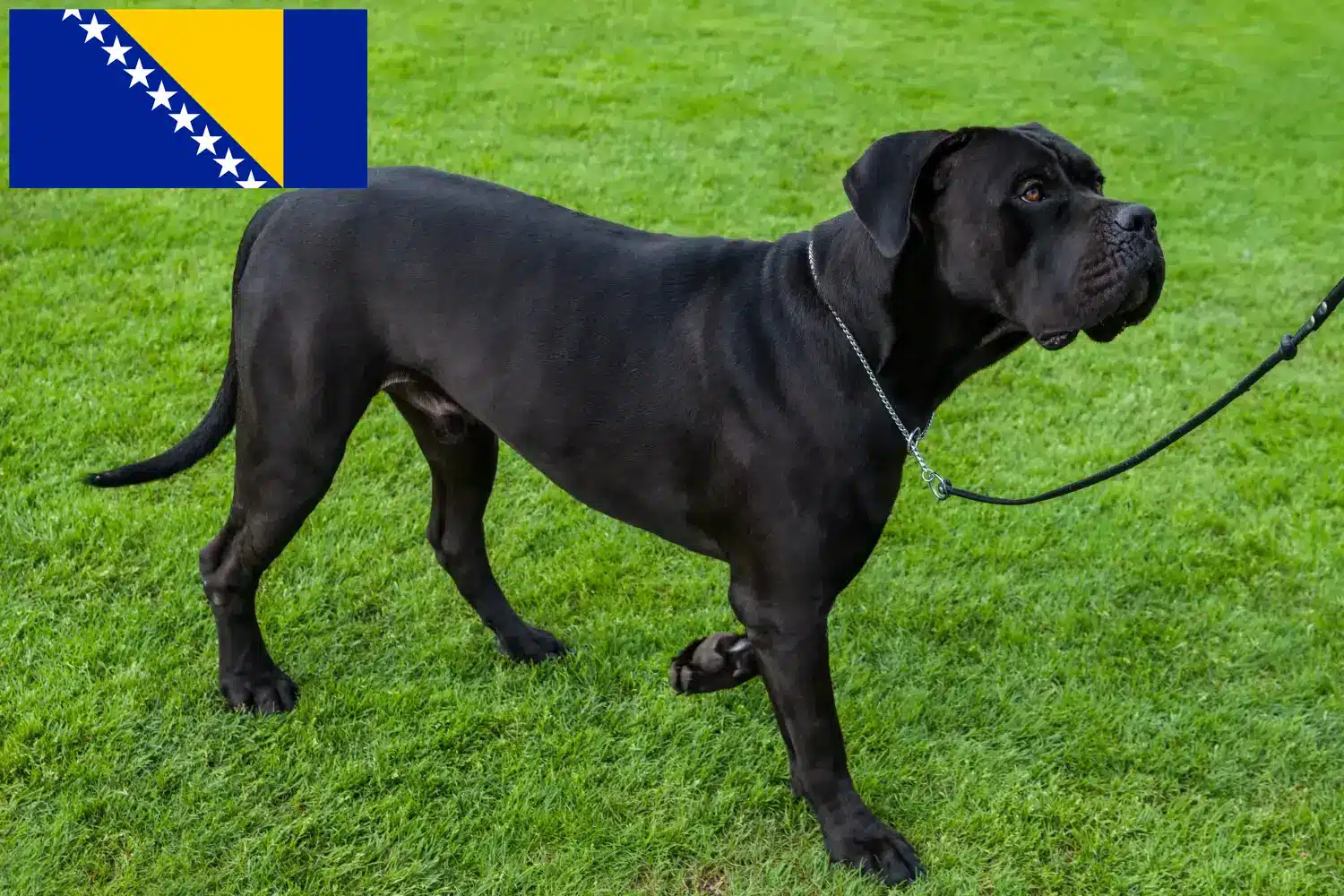 Cane Corso Italiano puppies and breeders Bosnia and Herzegovina Find Cane Corso Italianos breeders in Bosnia and Herzegovina.