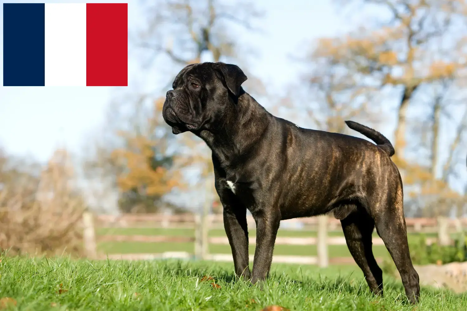 Cane Corso Italiano puppies and breeders France Here you can find Cane Corso Italianos breeders in France.