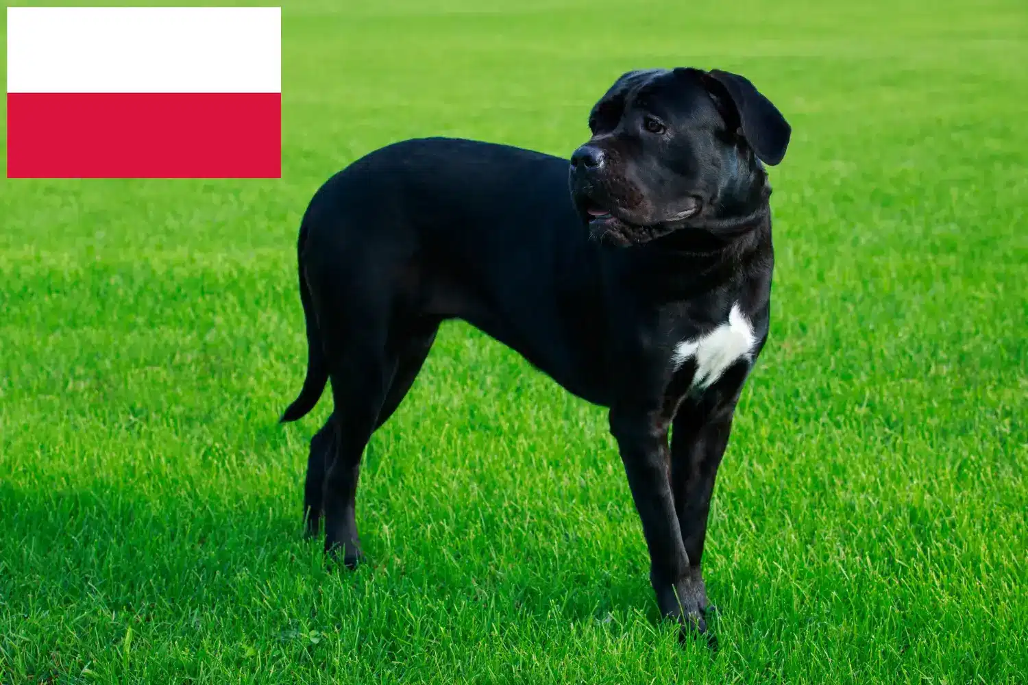 Cane Corso Italiano puppies and breeders Poland Find Cane Corso Italianos breeders in Poland.