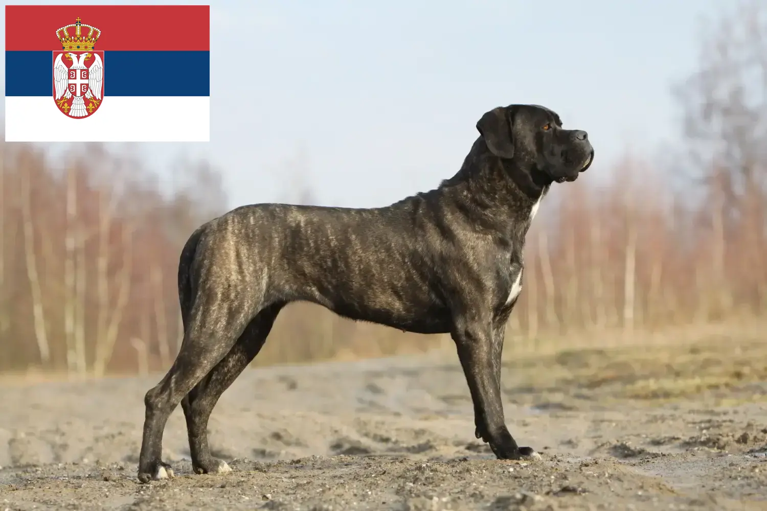 Cane Corso Italiano puppies and breeders Serbia Find Cane Corso Italianos breeders in Serbia.