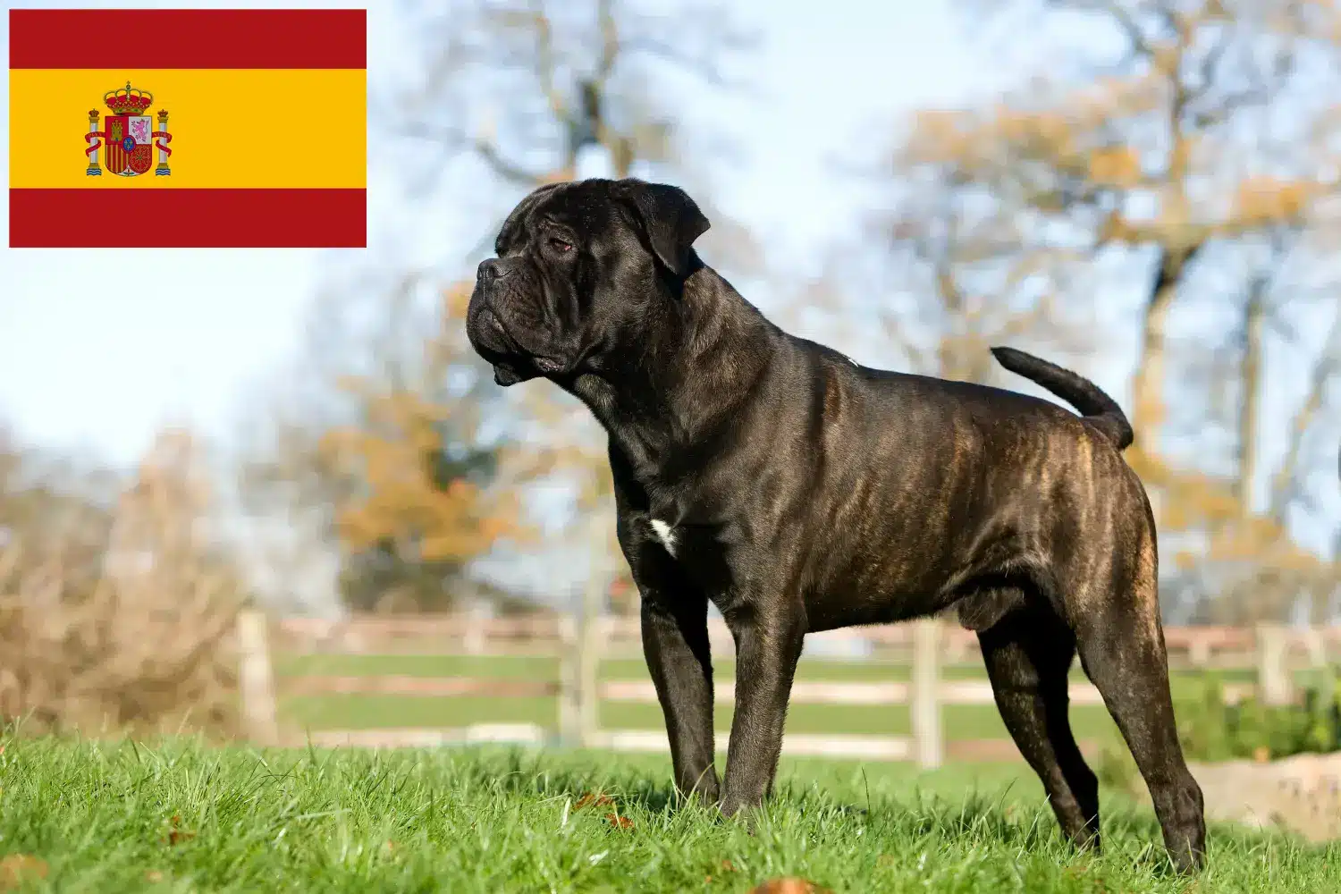 Cane Corso Italiano puppies and breeders Spain Find Cane Corso Italianos breeders in Spain.
