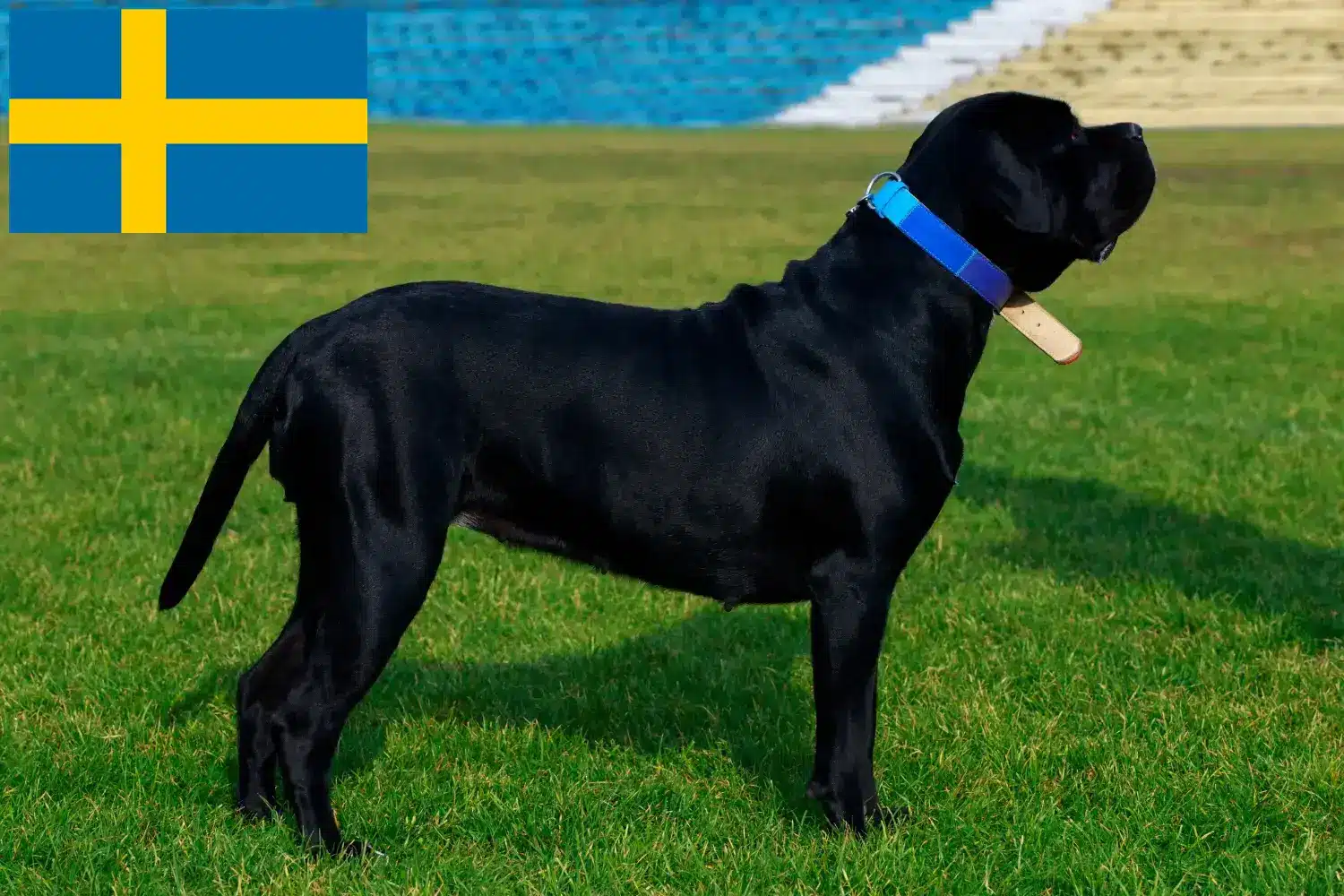 Cane Corso Italiano puppies and breeders Sweden Find Cane Corso Italianos breeders in Sweden.