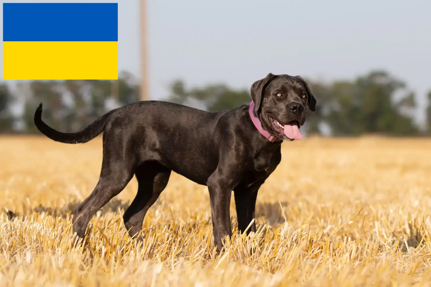 Cane Corso Italiano puppies and breeders Ukraine Here you can find Cane Corso Italianos breeders in der Ukraine.