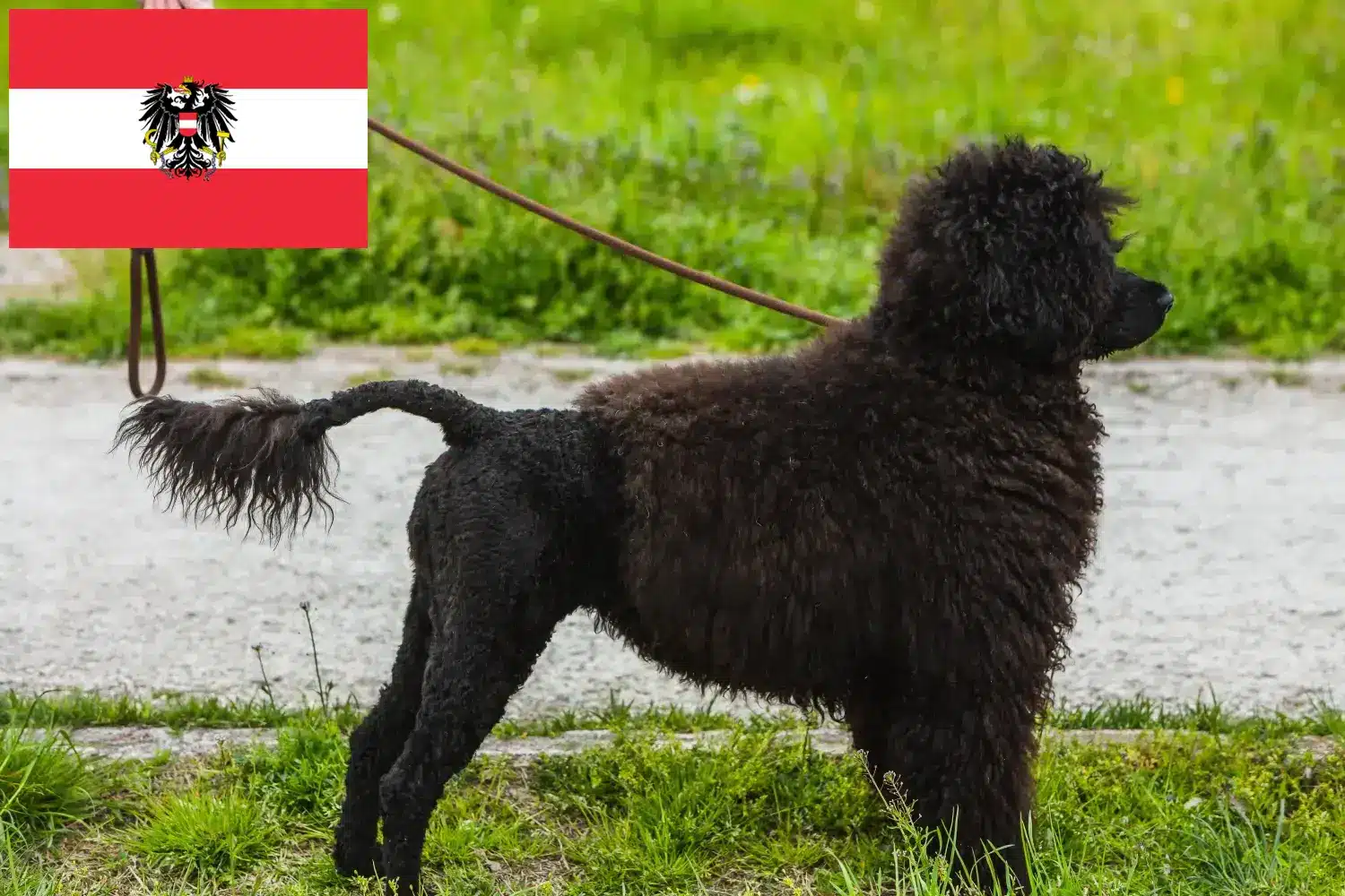 Cão de Agua português puppies and breeders Austria Here you can find Cão de Agua português breeders in Austria.