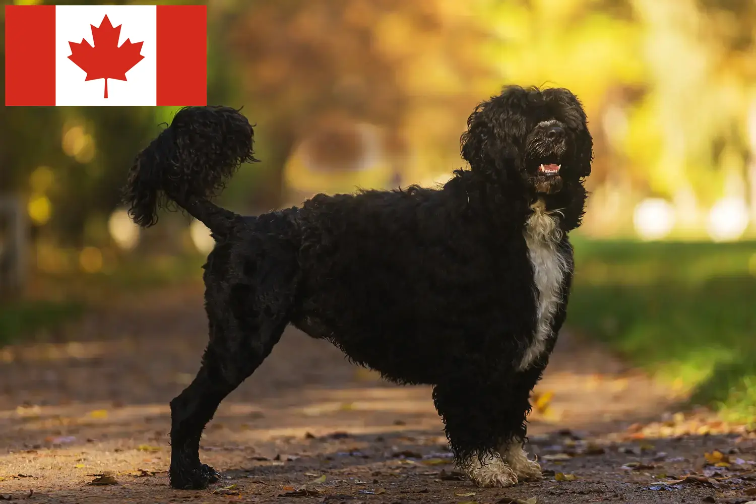 Cão de Agua português puppies and breeders Canada Find here Cão de Agua português breeders in Canada.