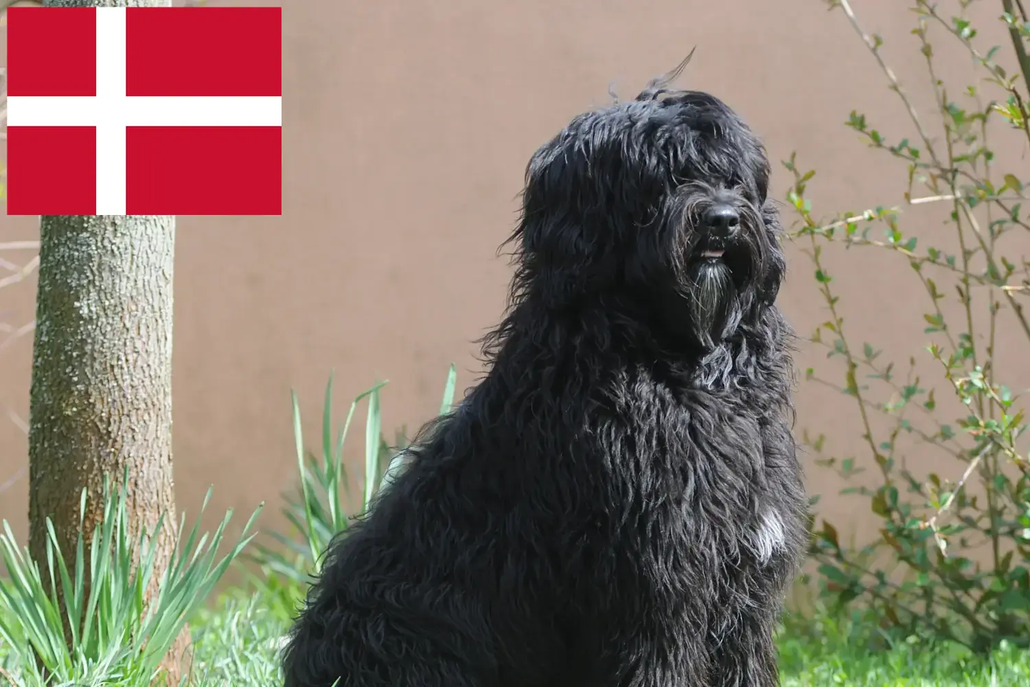 Cão de Agua português puppies and breeders Denmark Here you can find Cão de Agua português breeders in Denmark.