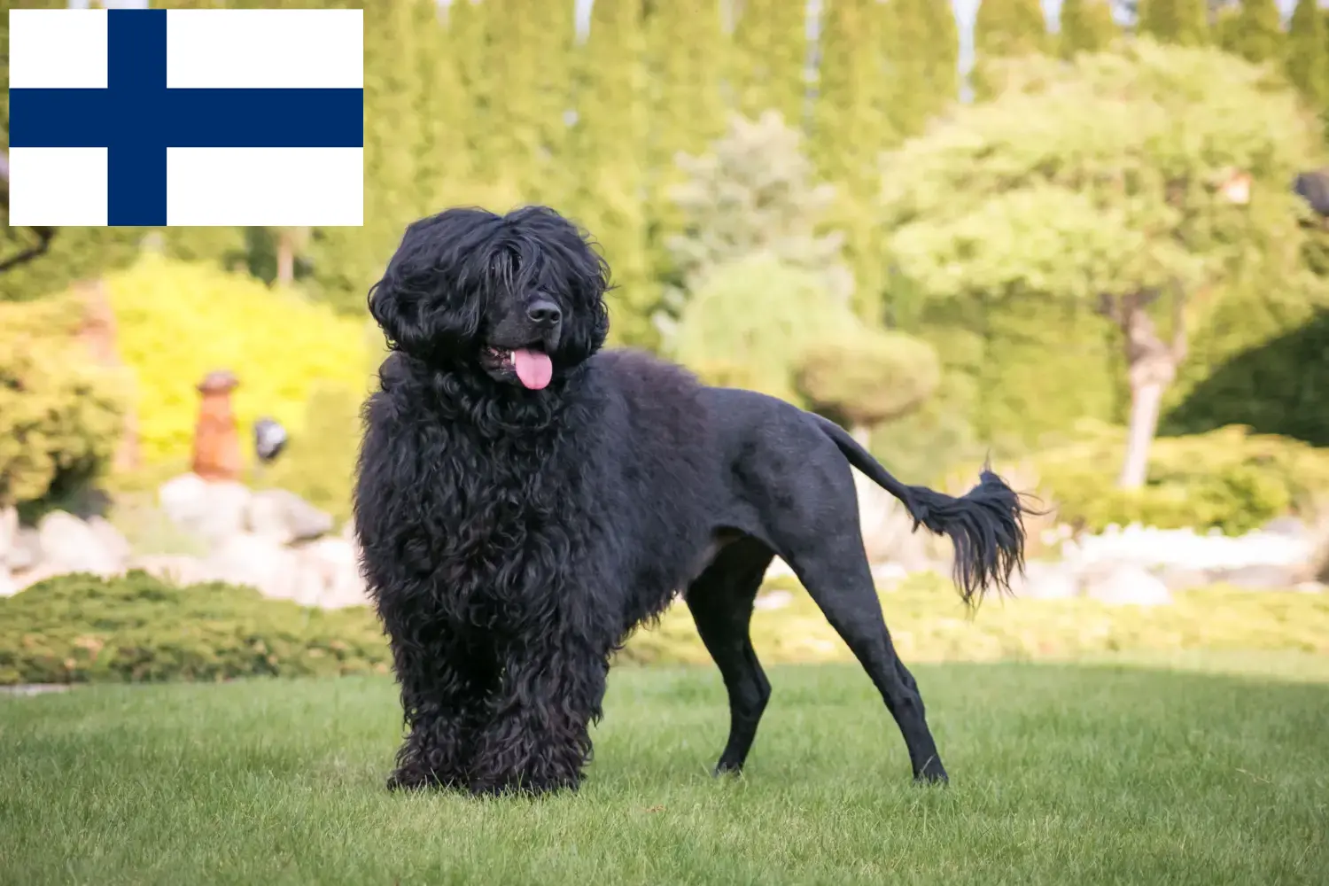 Cão de Agua português puppies and breeders Finland Find here Cão de Agua português breeders in Finland.