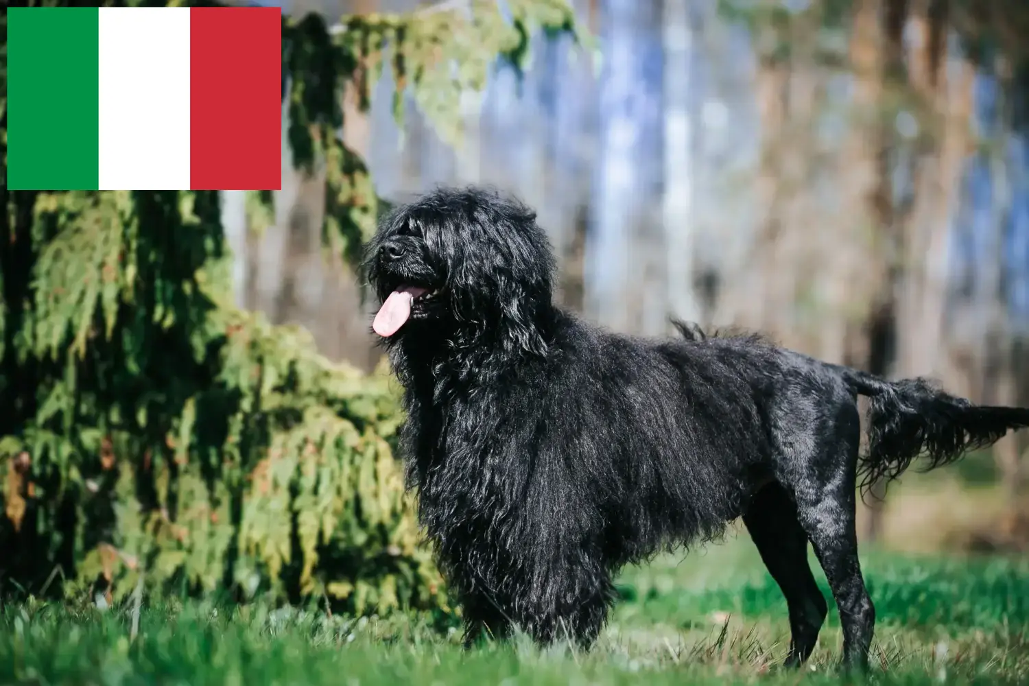 Read more about the article Cão de Agua português breeders and puppies in Italy