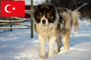 Read more about the article Caucasian Shepherd Dog Breeder and Puppies in Turkey