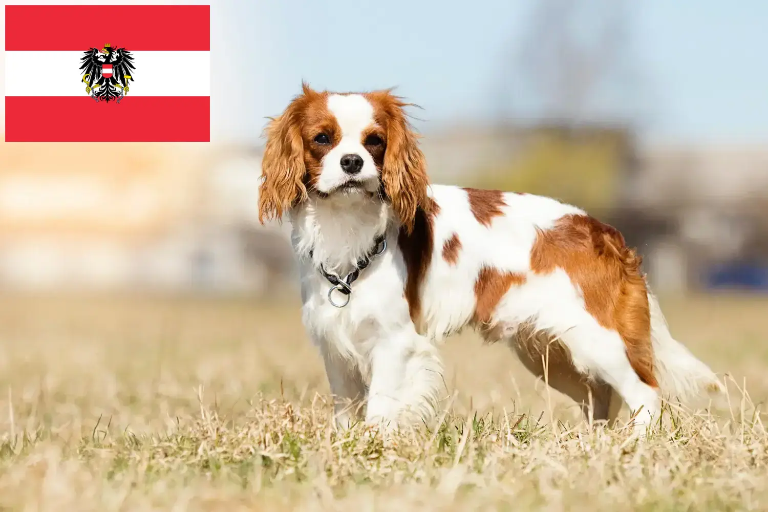 Cavalier King Charles Spaniel puppies and breeders Austria Here you can find Cavalier King Charles Spaniels breeders in Austria.