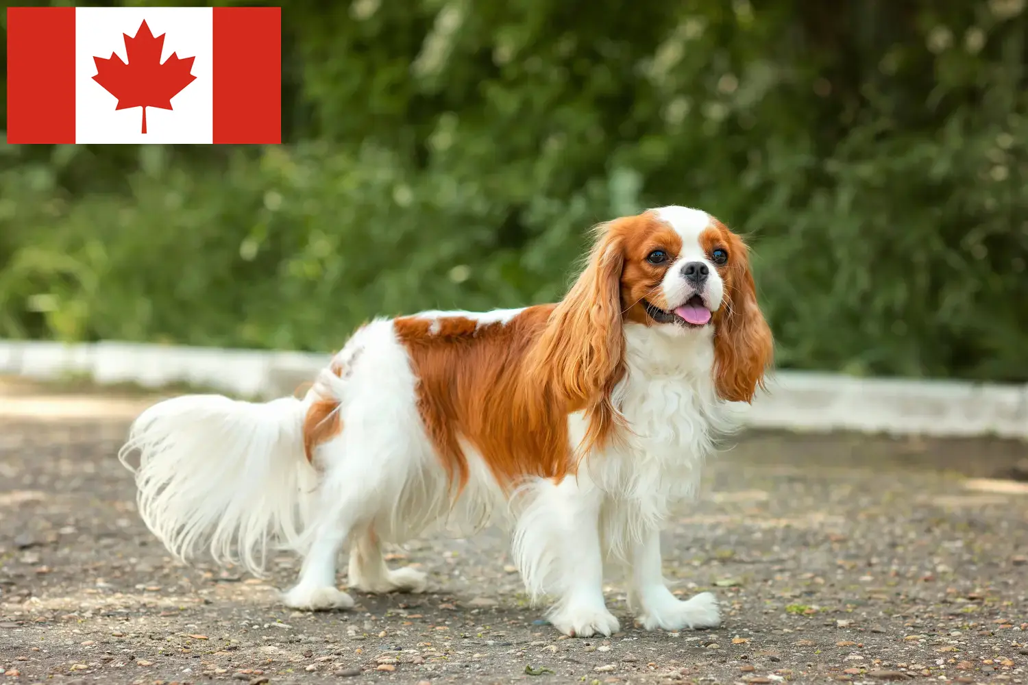 Cavalier King Charles Spaniel puppies and breeders Canada Find Cavalier King Charles Spaniels breeders in Canada.