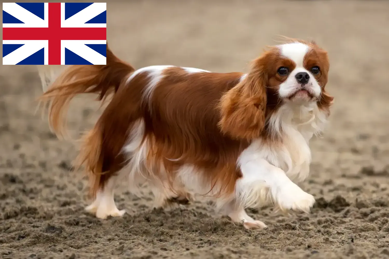 Cavalier King Charles Spaniel puppies and breeders Great Britain Find Cavalier King Charles Spaniels breeders in the United Kingdom.