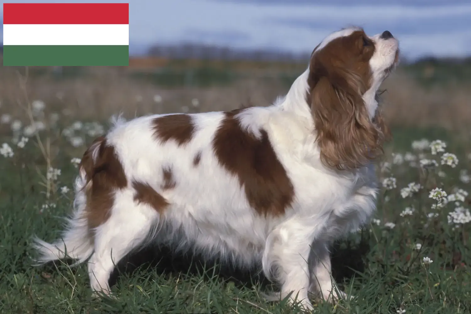 Cavalier King Charles Spaniel puppies and breeders Hungary Find Cavalier King Charles Spaniels breeders in Hungary here.