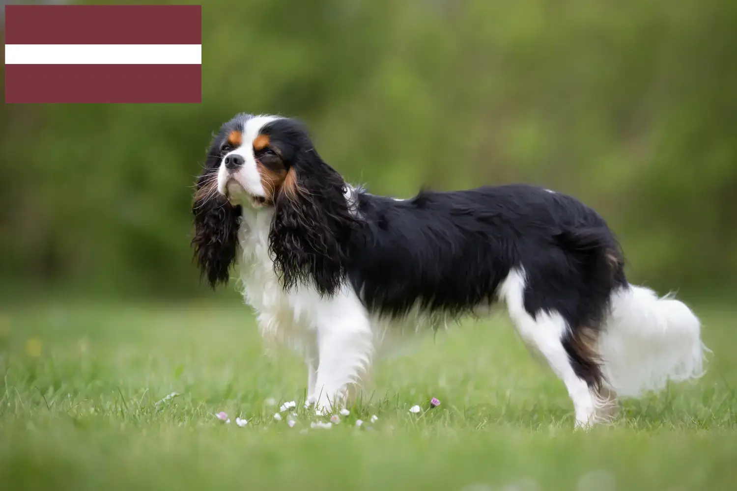 Cavalier King Charles Spaniel puppies and breeders Latvia Find Cavalier King Charles Spaniels breeders in Latvia.