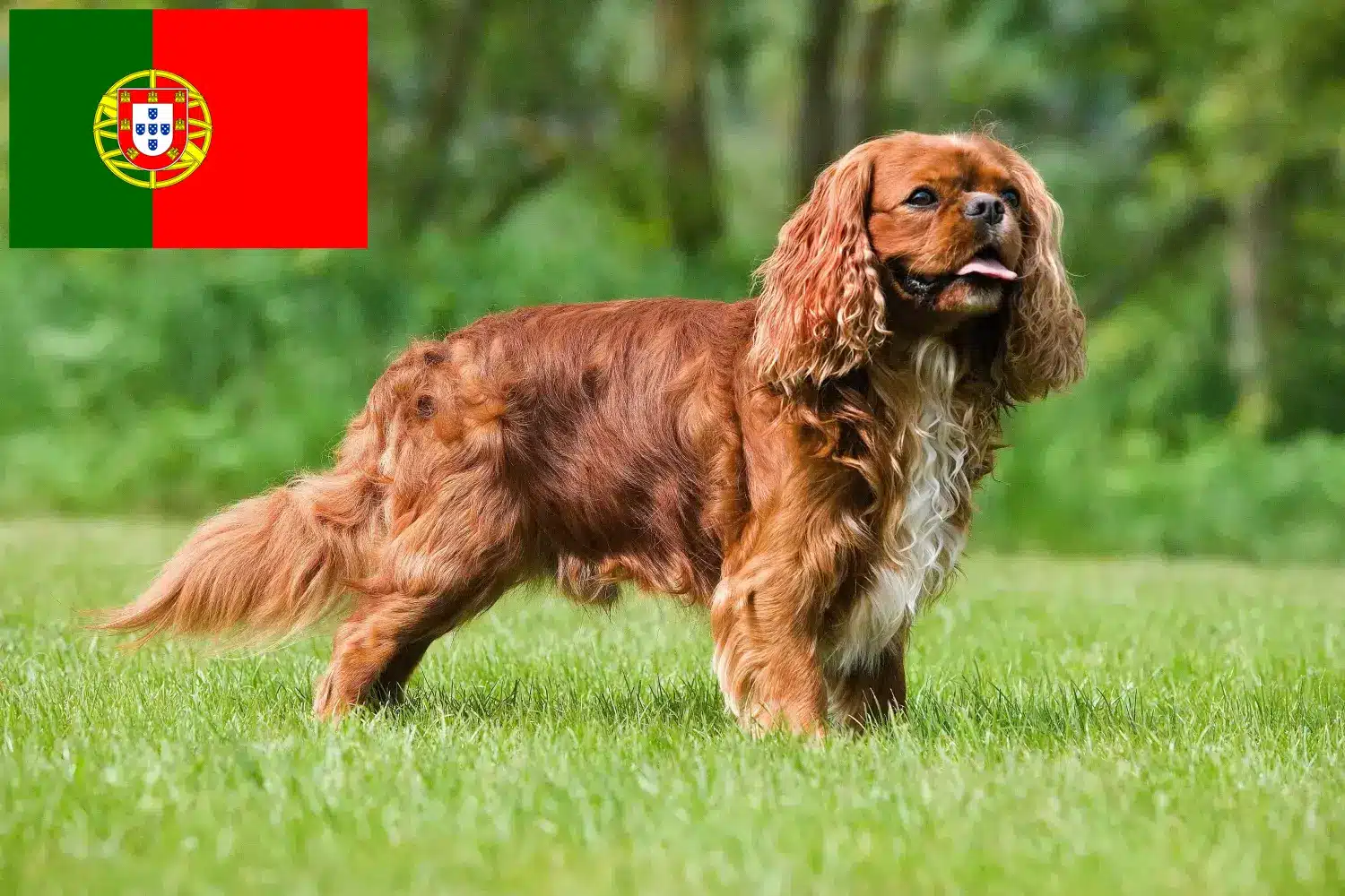 Cavalier King Charles Spaniel puppies and breeders Portugal Find Cavalier King Charles Spaniels breeders in Portugal.