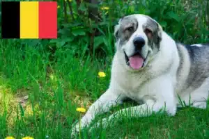 Read more about the article Central Asian Shepherd breeders and puppies in Belgium