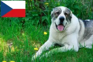 Read more about the article Central Asian Shepherd breeders and puppies in the Czech Republic