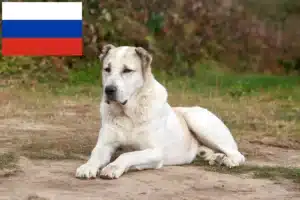 Read more about the article Central Asian Shepherd breeders and puppies in Russia