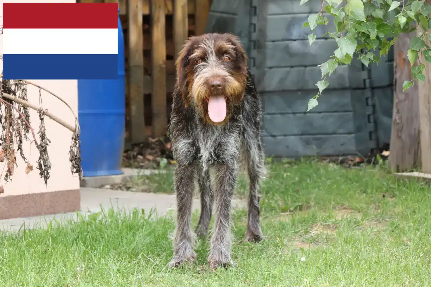 Český fousek puppies and breeders Netherlands Here you can find Český fouseks breeders in the Netherlands.