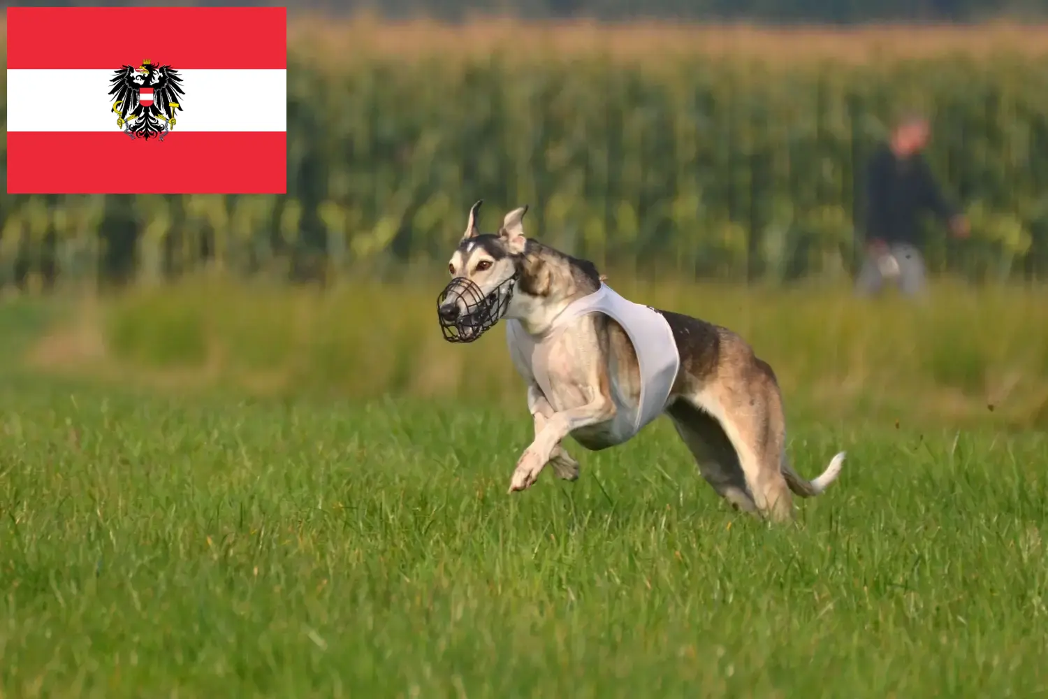 Read more about the article Chart Polski breeders and puppies in Austria