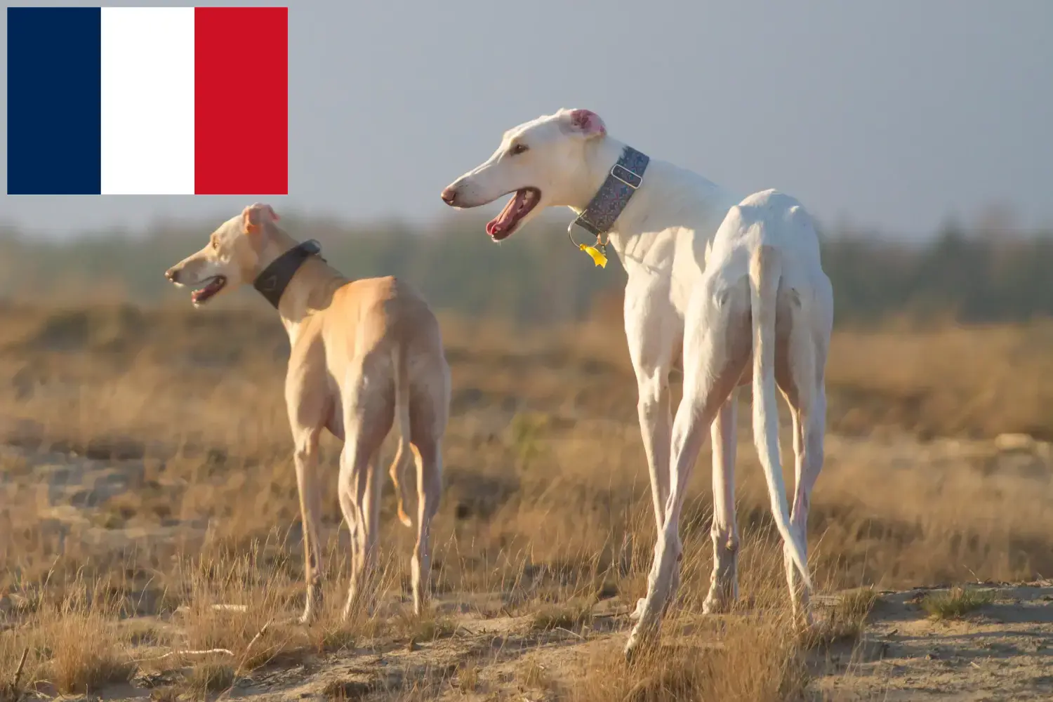 Chart Polski puppies and breeders France Here you can find Chart Polskis breeders in France.