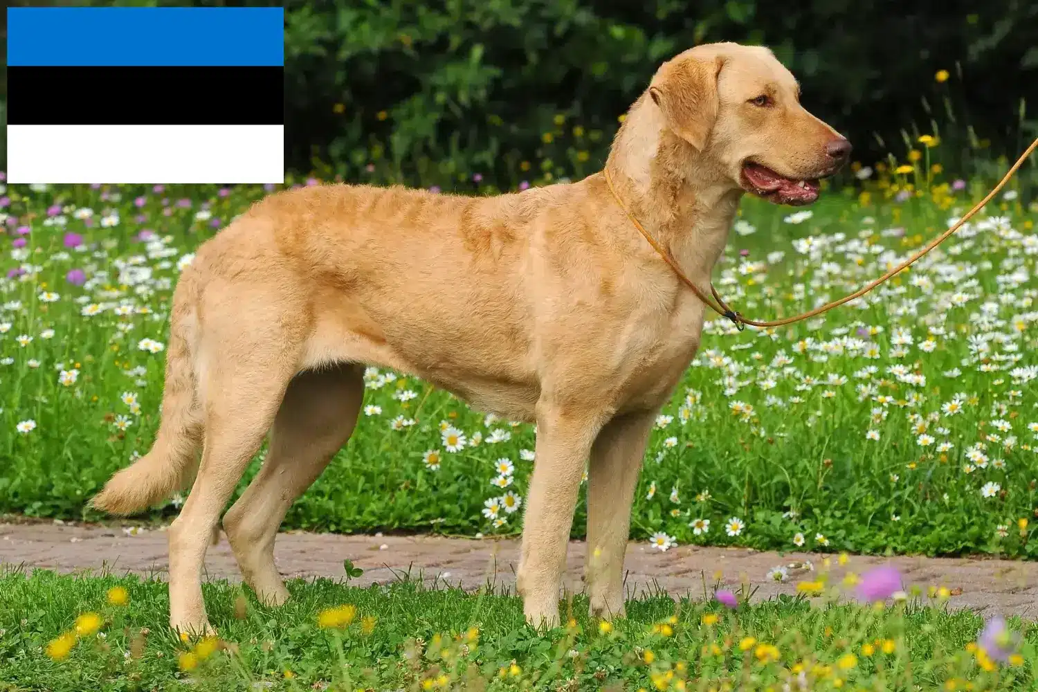 Chesapeake Bay Retriever puppies and breeders Estonia Find Chesapeake Bay Retriever breeders in Estonia.